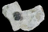 Gerastos Trilobite Fossil - Morocco #105157-2